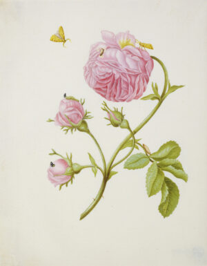 Maria Sibylla Merian: Buschrose mit Miniermotte, Larve und Puppe, 1679, Aquarell auf Pergament, Städel Museum