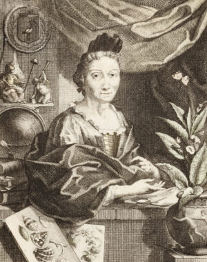 Jacobus Houbraken nach Georg Gsell: Bildnis Maria Sibylla Merian, um 1717, Kupferstich, aus der ersten lateinischen Ausgabe von Maria Sibylla Merians "Raupenbuch", Amsterdam 1718, Städel Museum, Frankfurt am Main