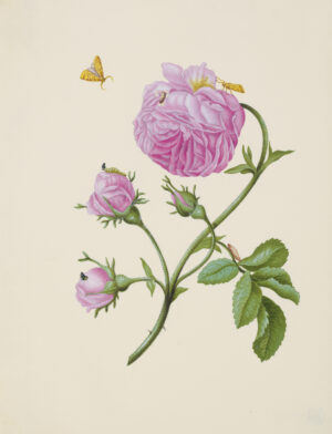 Maria Sibylla Merian: Buschrose mit Miniermotte, Larve und Puppe, 1679, Aquarell auf Pergament, Städel Museum