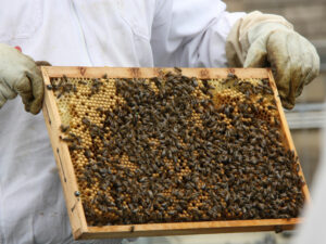 Ein wahres Wimmelbild: Die Königin ist mit einem grünen Punkt markiert.