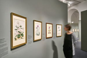 Ausstellungsansicht „Maria Sibylla Merian und die Tradition des Blumenbildes“, Foto: Städel Museum