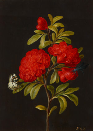 Barbara Regina Dietzsch: Blühender Granatenbaumzweig mit Stachelbeer-Harlekin und blauer Wasserjungfer, um die Mitte des 18. Jahrhunderts, Aquarell, Deckfarben, Gummi arabicum auf dunkelbraun grundiertem Pergament, Kupferstichkabinett – Staatliche Museen zu Berlin, © bpk/Kupferstichkabinett SMB/Volker-H. Schneider