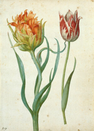 Georg Flegel: Zwei Tulpen, ca. 1620-1630, Aquarell und Deckfarben mit Weißhöhung auf Papier über Vorzeichnung mit schwarzem Stift, Kupferstichkabinett – Staatliche Museen zu Berlin
© bpk/Kupferstichkabinett SMB/Jörg P. Anders