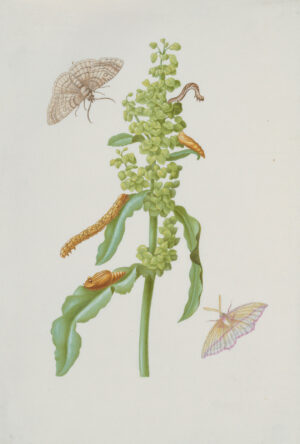 Maria Sibylla Merian: Grindwurz mit Spannern, Raupen und Puppen, nach 1683, Aquarell und Deckfarben, über Umdruck, auf Pergament, Städel Museum