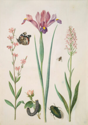 Maria Sibylla Merian: Pechnelke mit Admiral, kleine Rose mit Raupe, Iris, geflecktes Knabenkraut, Schwebfliege und ein Prachtkäfer, nach 1691, Aquarell und Deckfarben, auf Pergament, Städel Museum