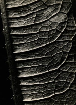 Ernst Fuhrmann, Ohne Titel (Dipsacus, Blatt), ca. 1930, Silbergelatine-Abzug, Städel Museum, Gemeinsames Eigentum mit dem Städelschen Museums-Verein e.V.