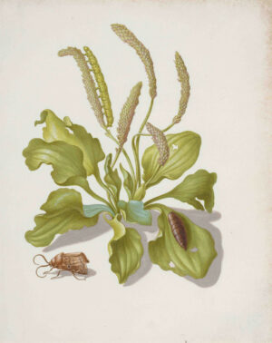 Maria Sibylla Merian, Wegerich mit Eulenfalter, Raupe und Puppe, nach 1679, Aquarell- und Deckfarben, 20,2 x 13,6 cm, Städel Museum