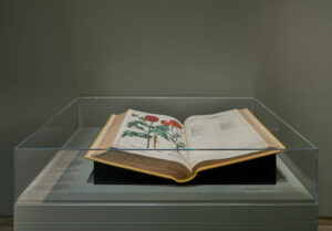 Der Hortus Eystettensis in der Ausstellung „Maria Sibylla Merian und die Tradition des Blumenbildes“, Foto: Städel Museum
