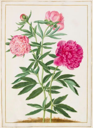 Johann Walter der Ältere: Pfingstrosen aus dem Florilegium des Grafen von Nassau-Idstein, Idstein und Straßburg, 1662
Deckfarben auf Pergament, 42 x 29 cm, Bibliothèque Nationale, Paris