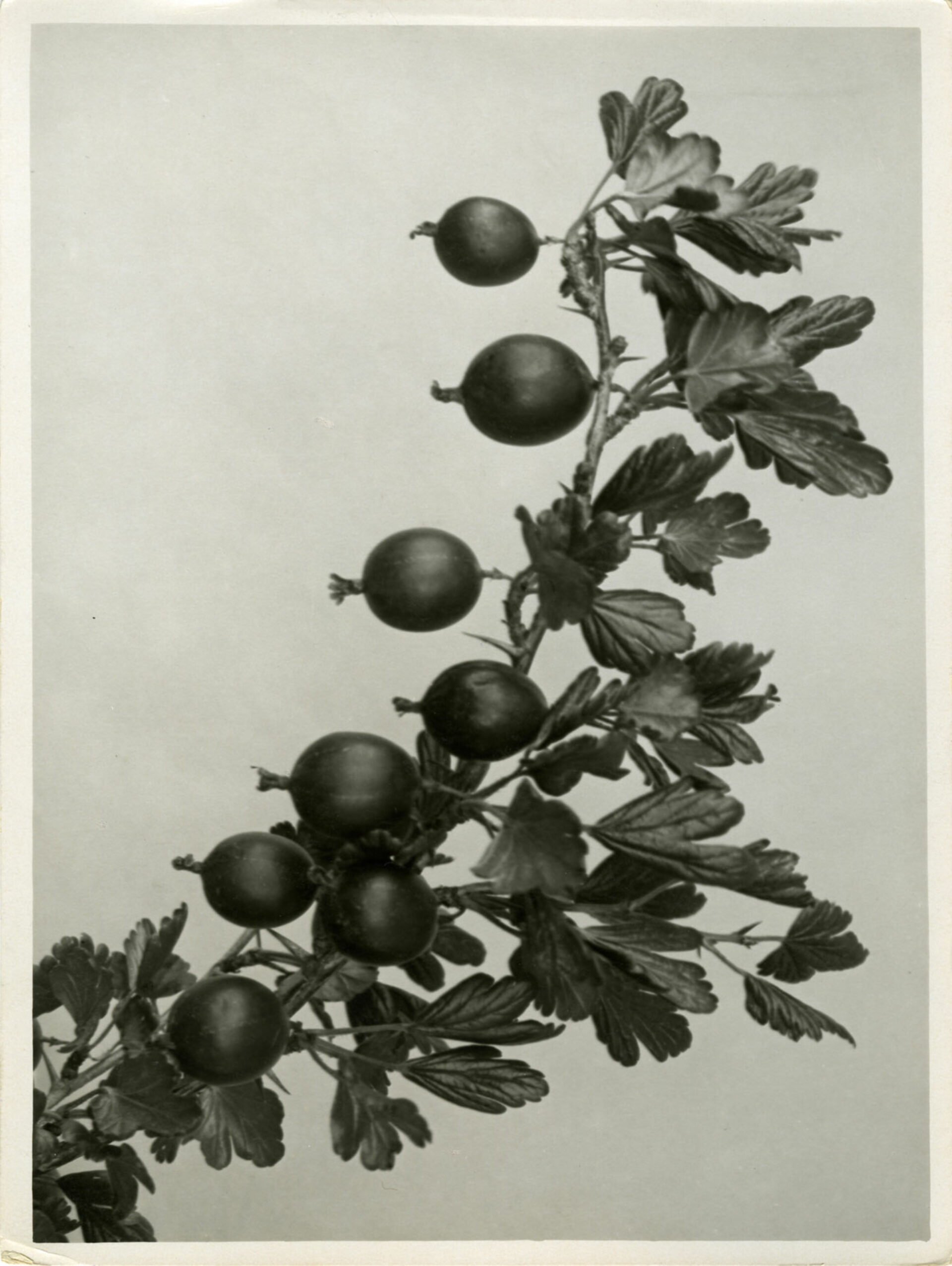 Ernst-Fuhrmann,-Stützwürzeln,-Rotbuche,-Fagus-sylvatica,-Fagaceae,-ca.-1930