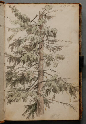 Carl Morgenstern, Tanne, aus dem Skizzenbuch von xxx, Städel Museum, Frankfurt am Main