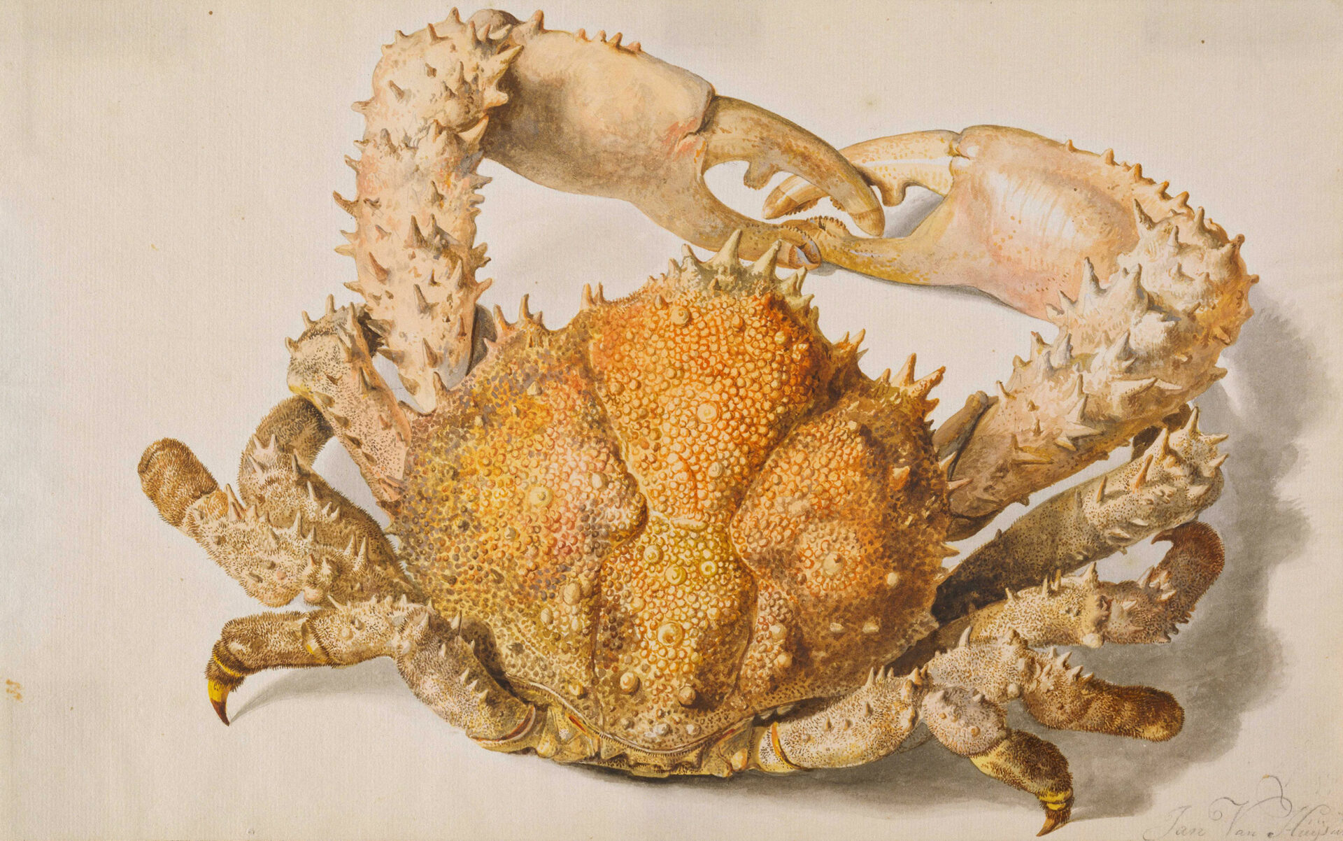 Jan van Huysum, Eine Krabbe, 18. Jahrhundert, Staedel Museum